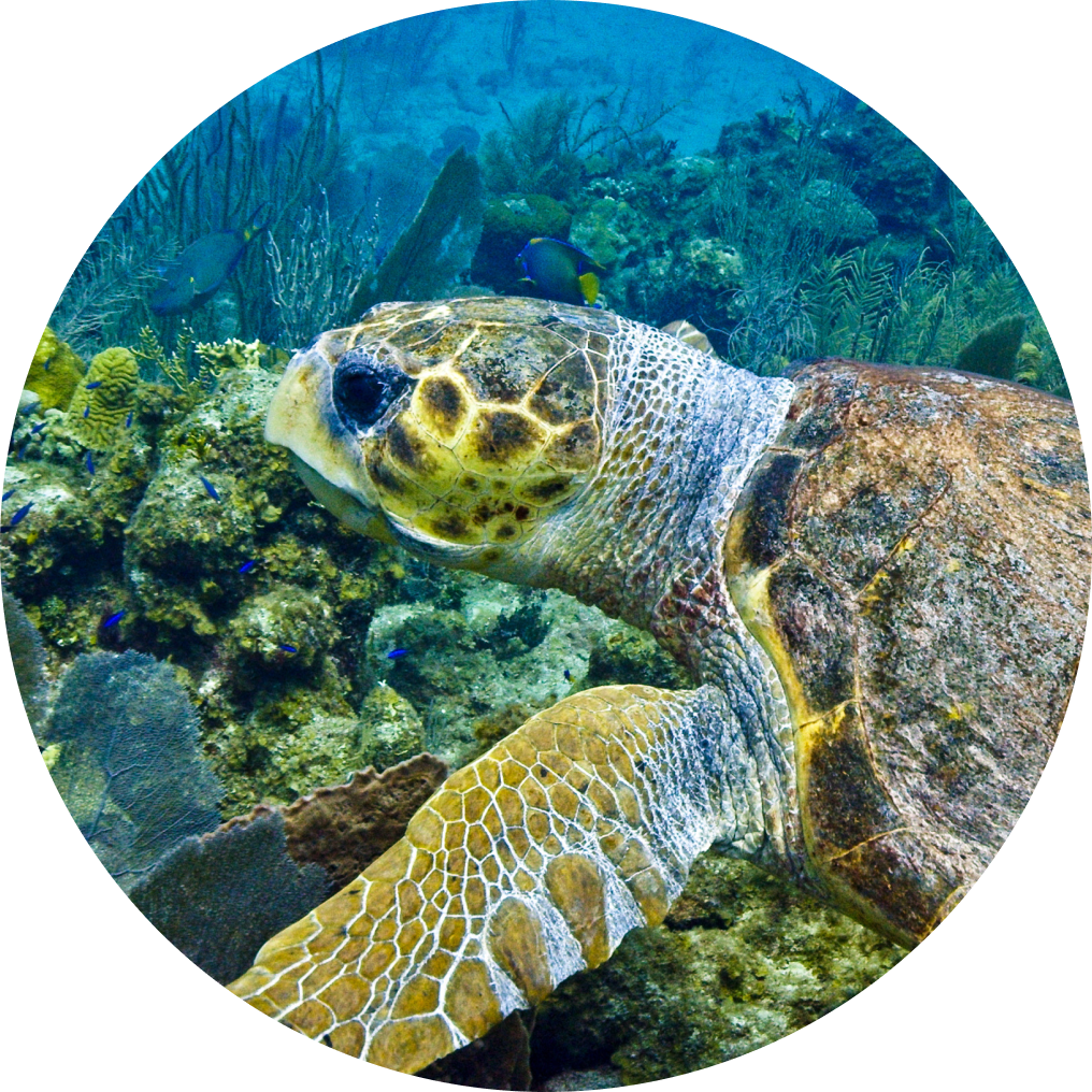 Oceanic Society