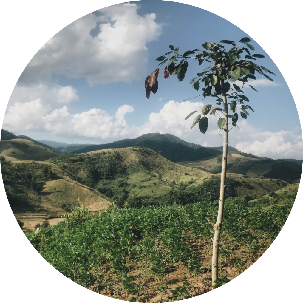 One tree planted